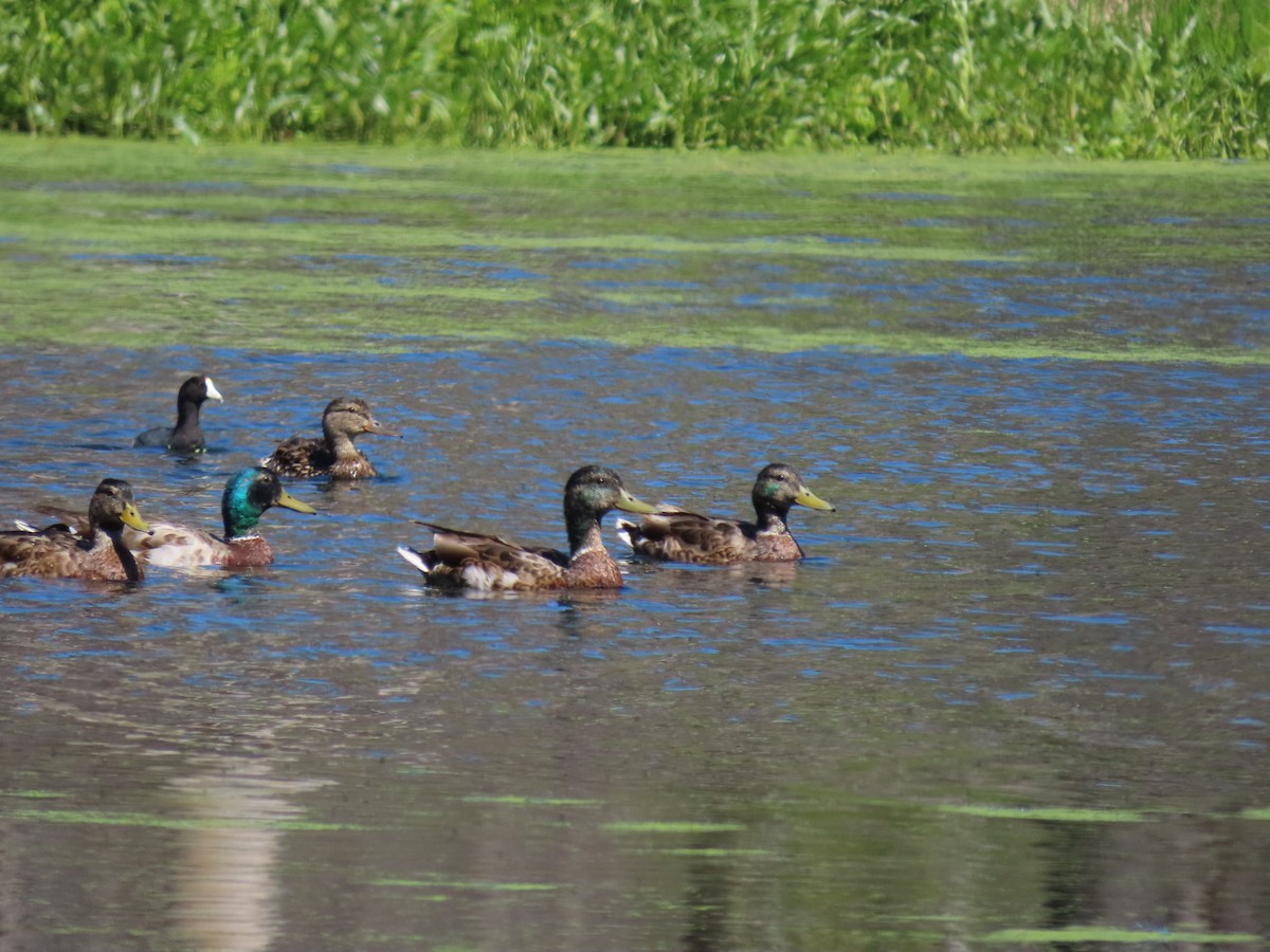 Canard colvert - ML620670668