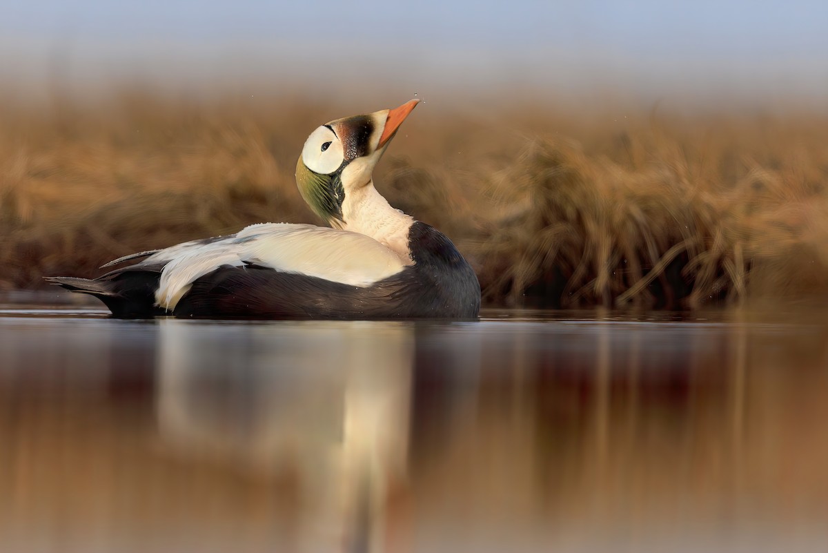 Spectacled Eider - Matt Misewicz