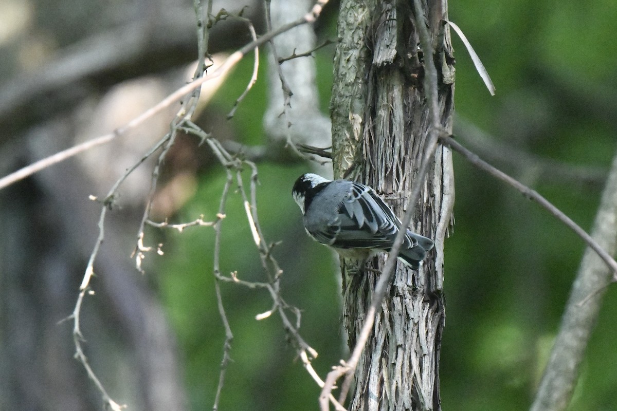 White-breasted Nuthatch - ML620670670
