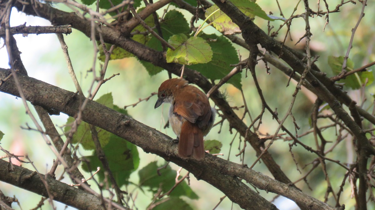 Great Antshrike - ML620670671