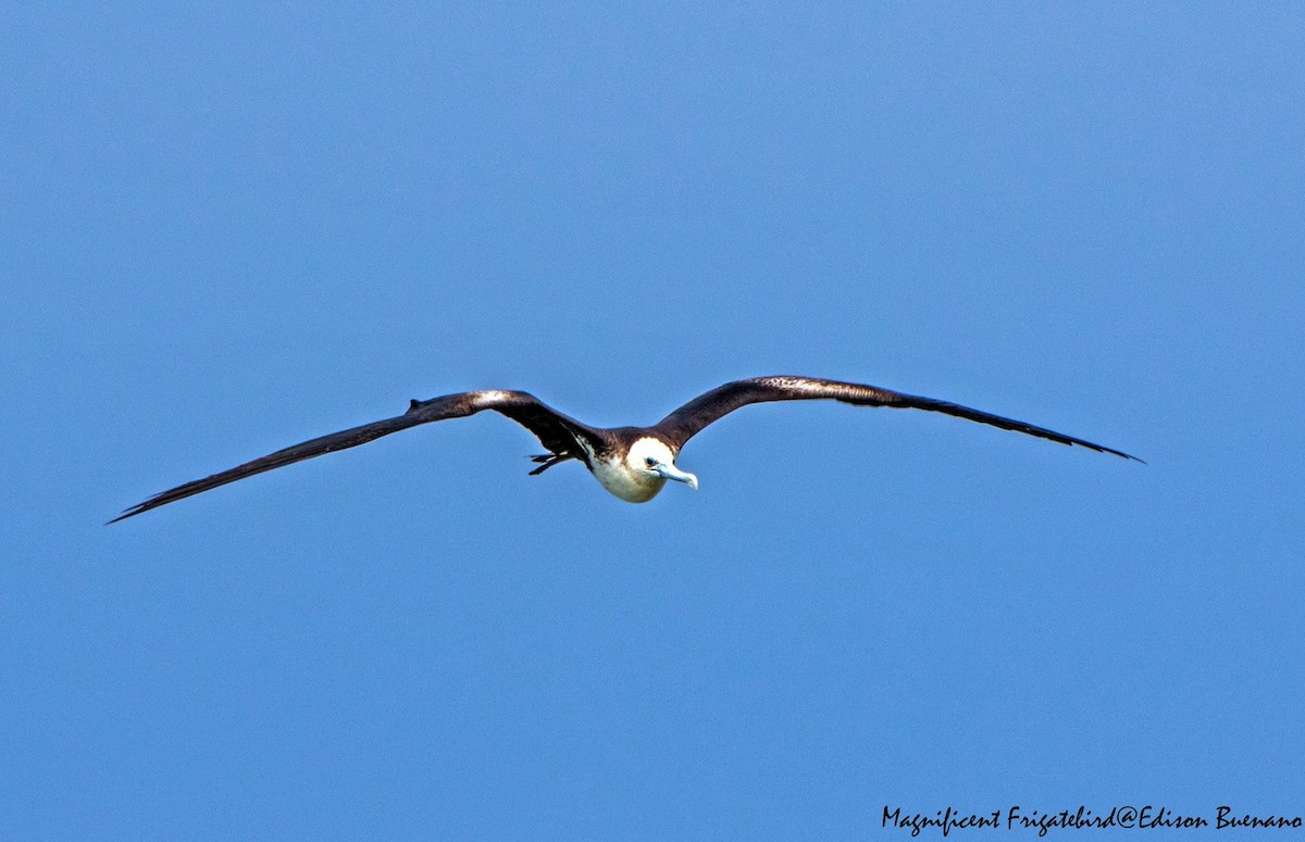 Magnificent Frigatebird - ML620670675