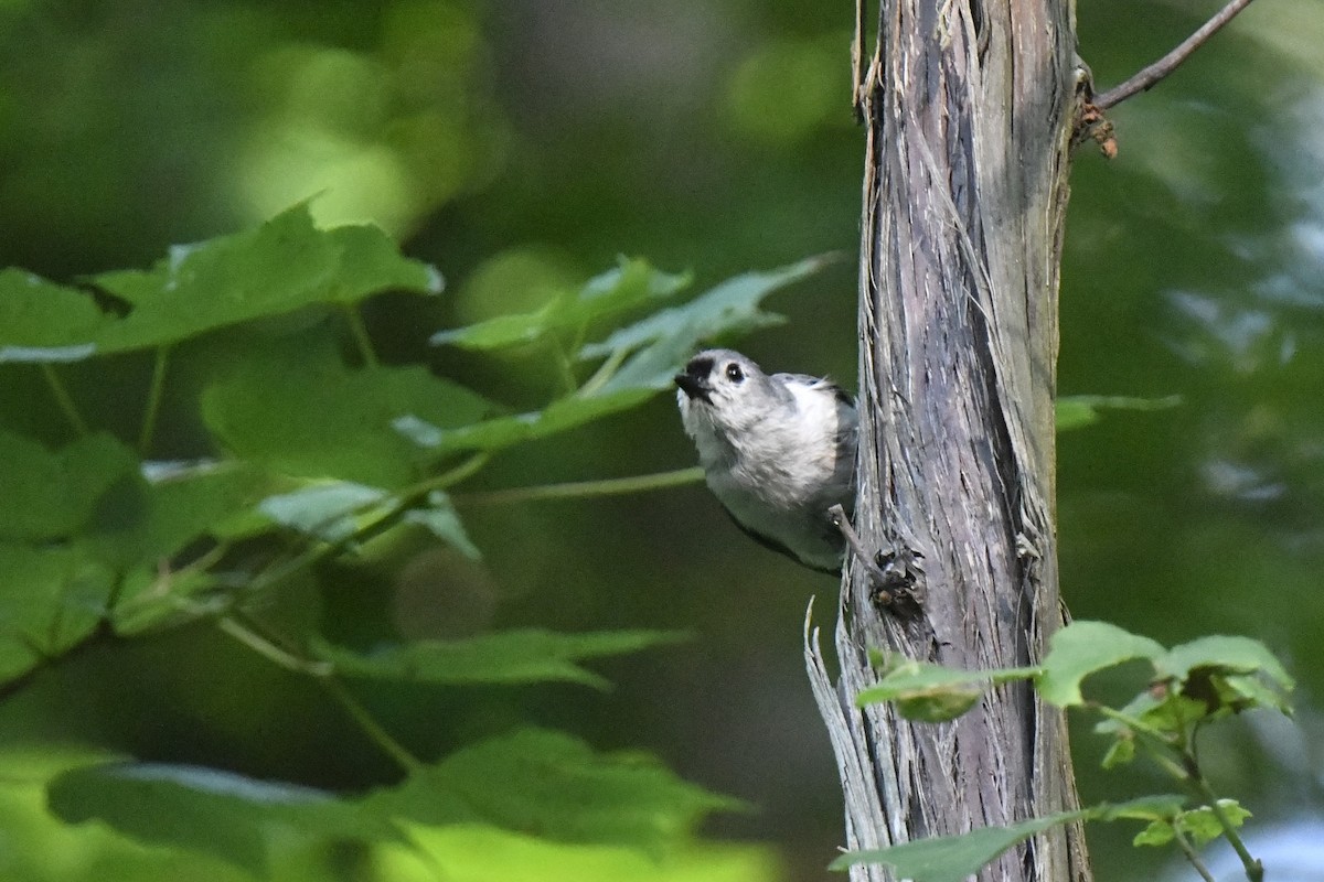 Tufted Titmouse - ML620670676