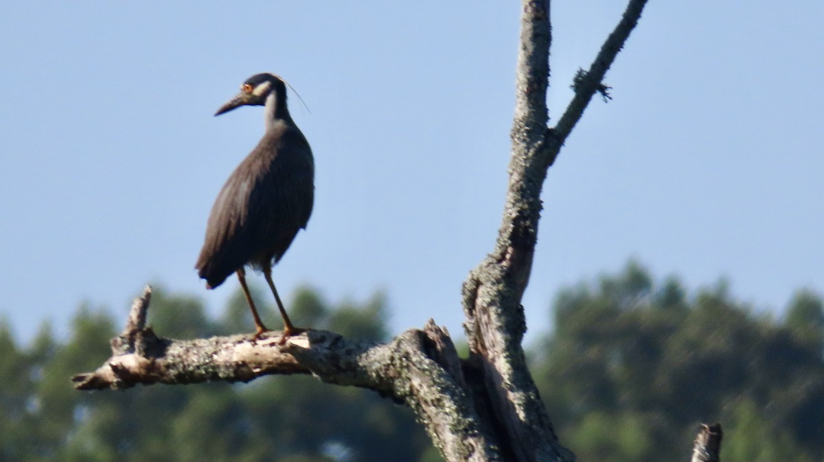 Yellow-crowned Night Heron - ML620670677