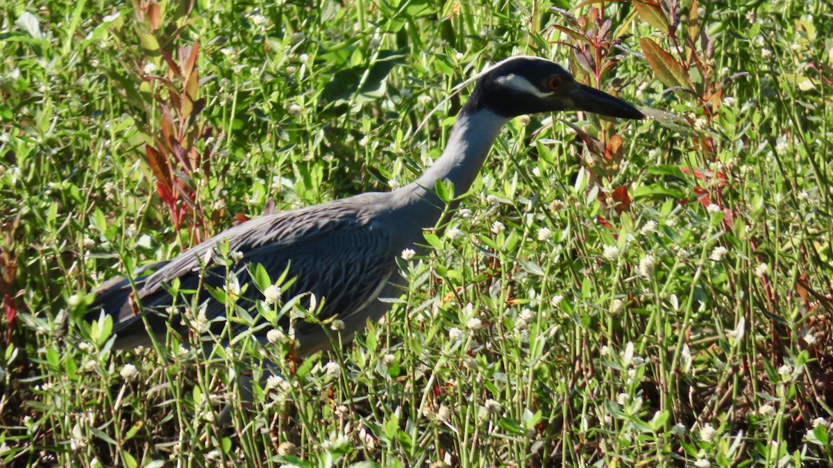 Yellow-crowned Night Heron - ML620670679