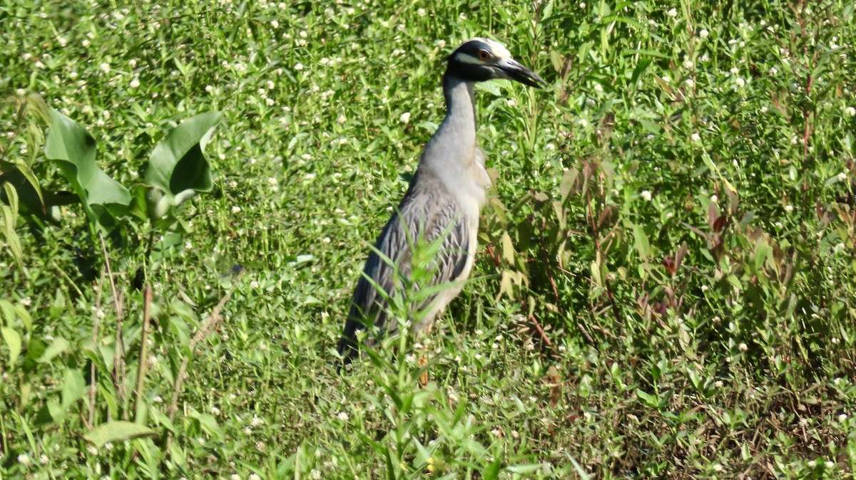 Yellow-crowned Night Heron - ML620670680