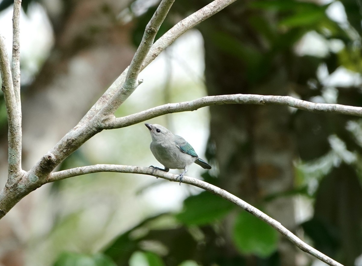 Blue-gray Tanager - ML620670682