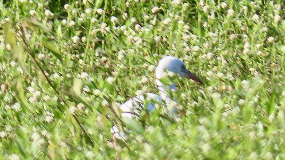 Little Blue Heron - ML620670683