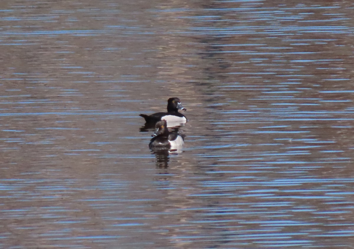 Ring-necked Duck - ML620670685