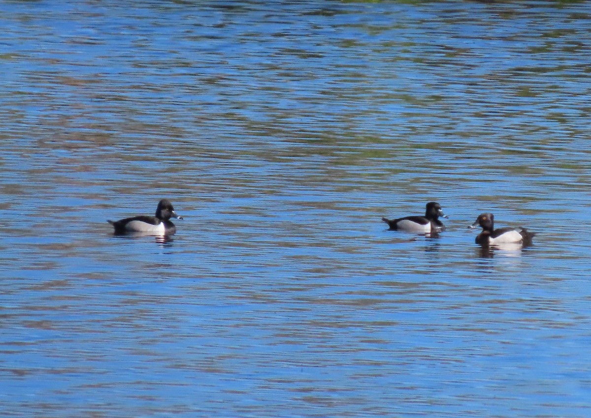 Ring-necked Duck - ML620670687