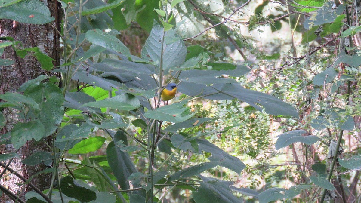 Tropical Parula - su ortali