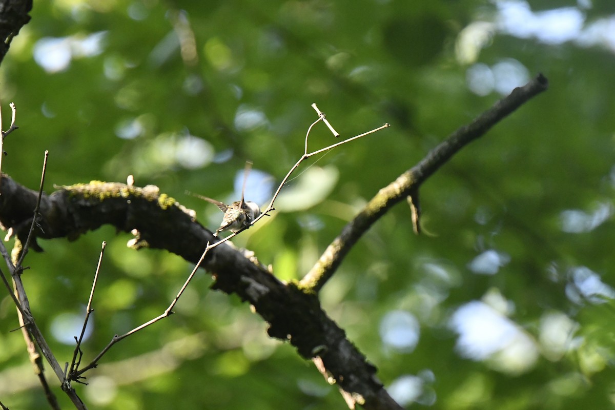 Ruby-throated Hummingbird - ML620670690