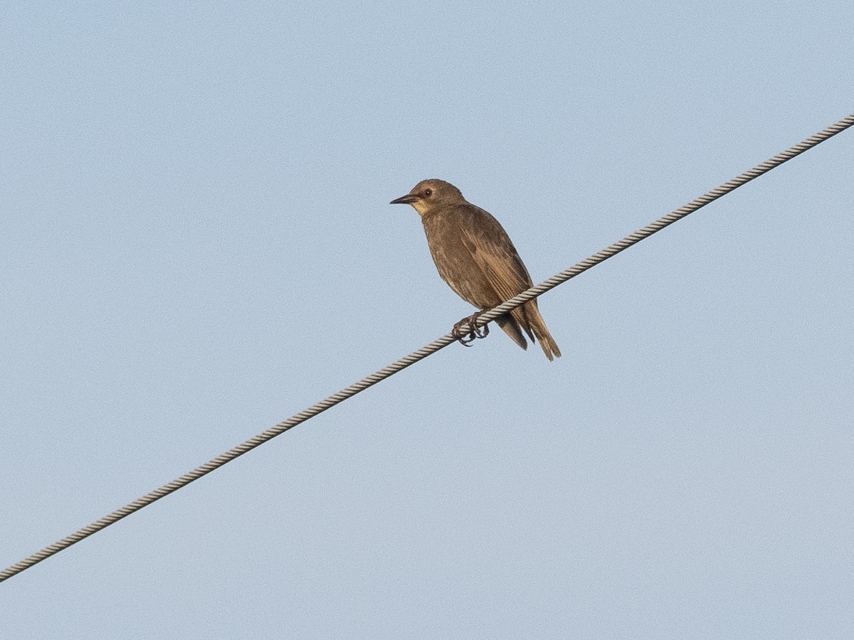 European Starling - ML620670692