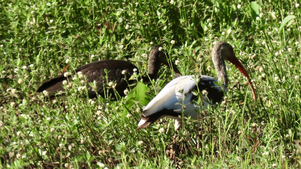 White Ibis - Susan Talburt