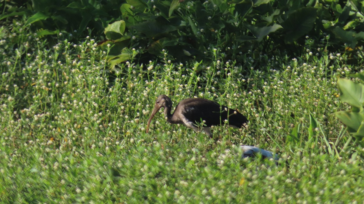 White Ibis - ML620670696