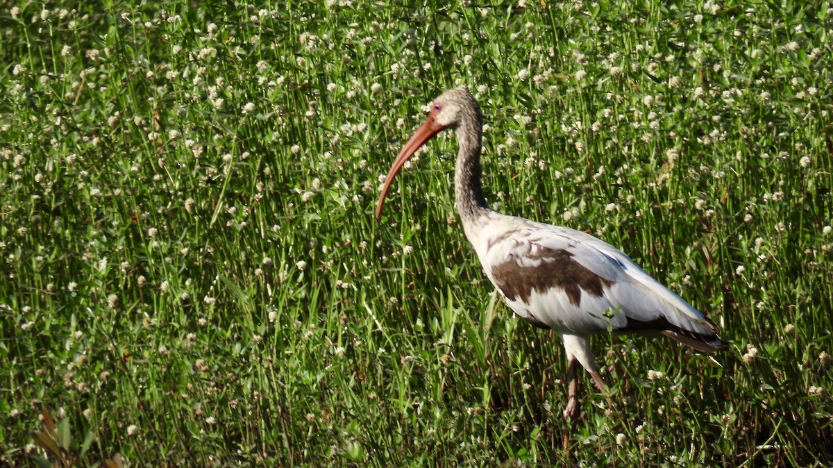 White Ibis - Susan Talburt