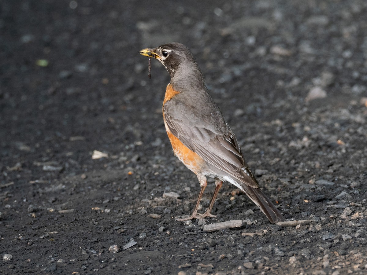 American Robin - ML620670698