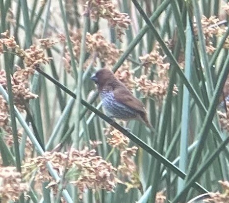 Scaly-breasted Munia - ML620670702