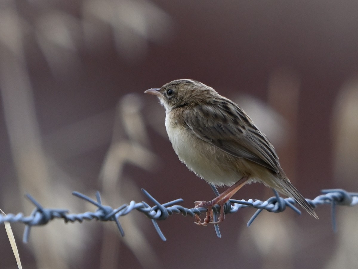 Zitting Cisticola - ML620670707