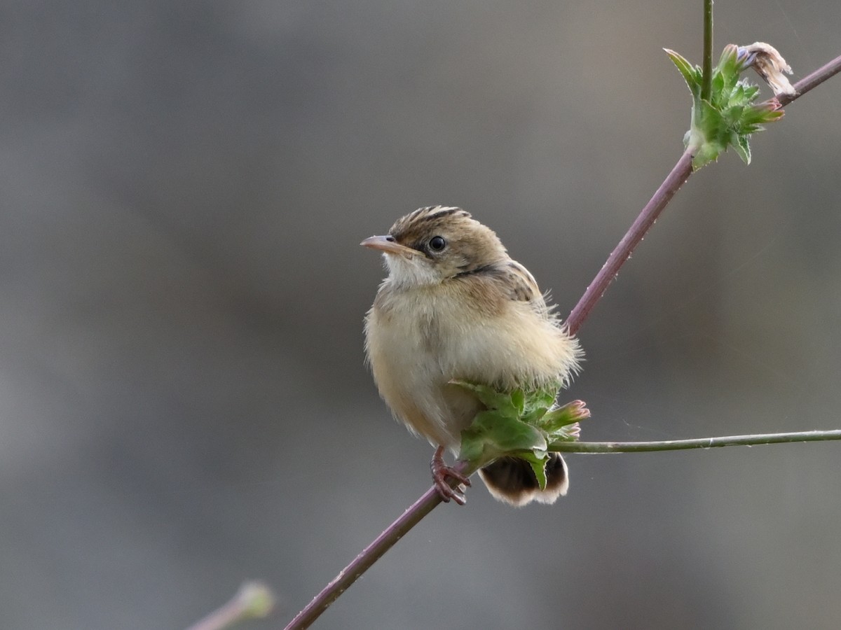 Zitting Cisticola - ML620670708