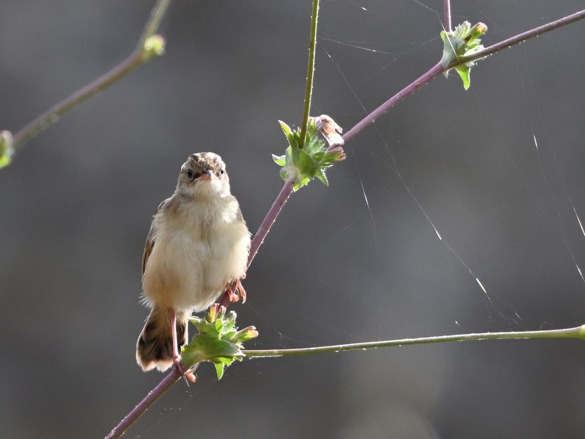 Zitting Cisticola - Manuel Espenica