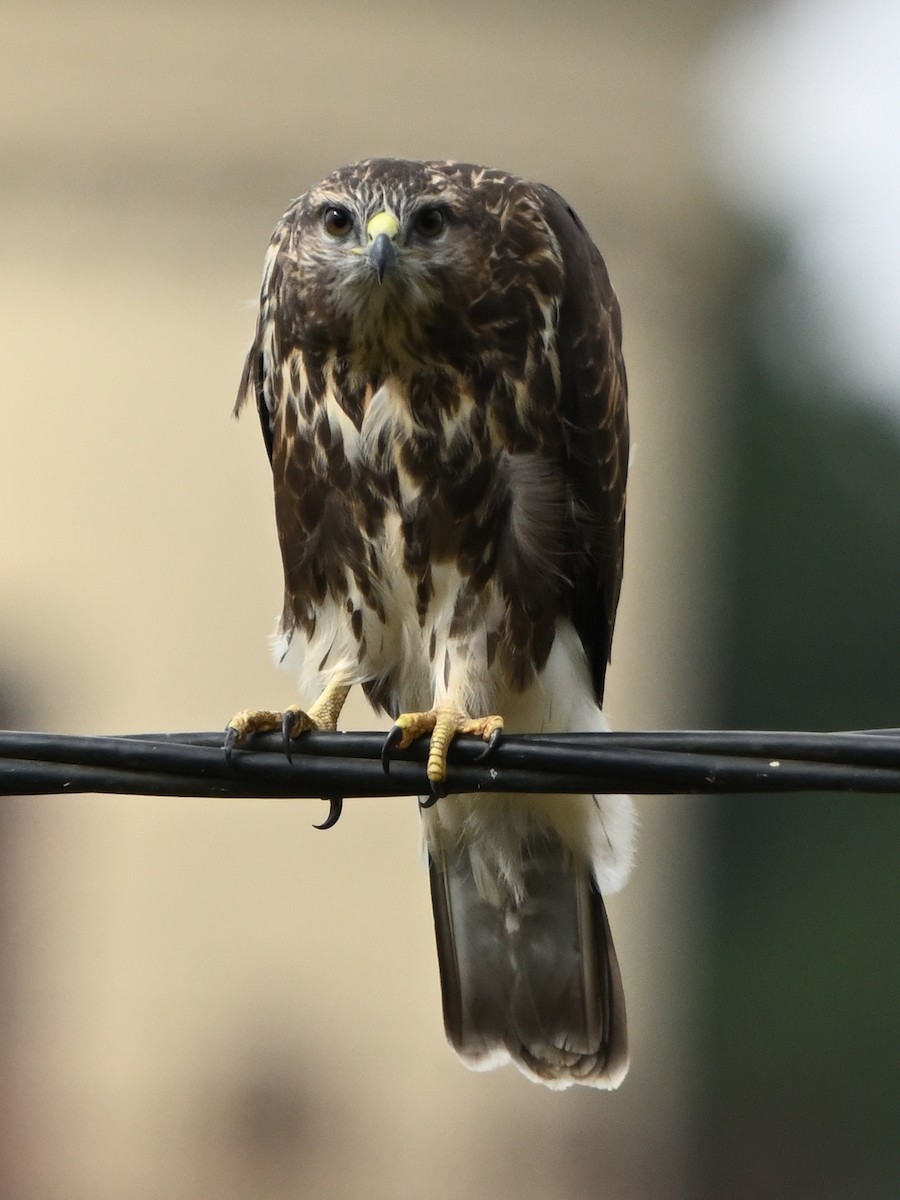 Common Buzzard - ML620670714