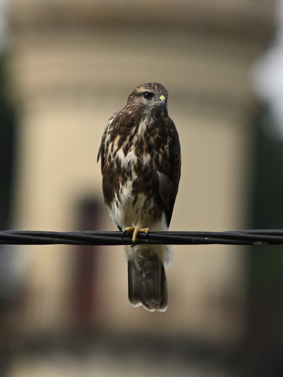 Common Buzzard - ML620670715