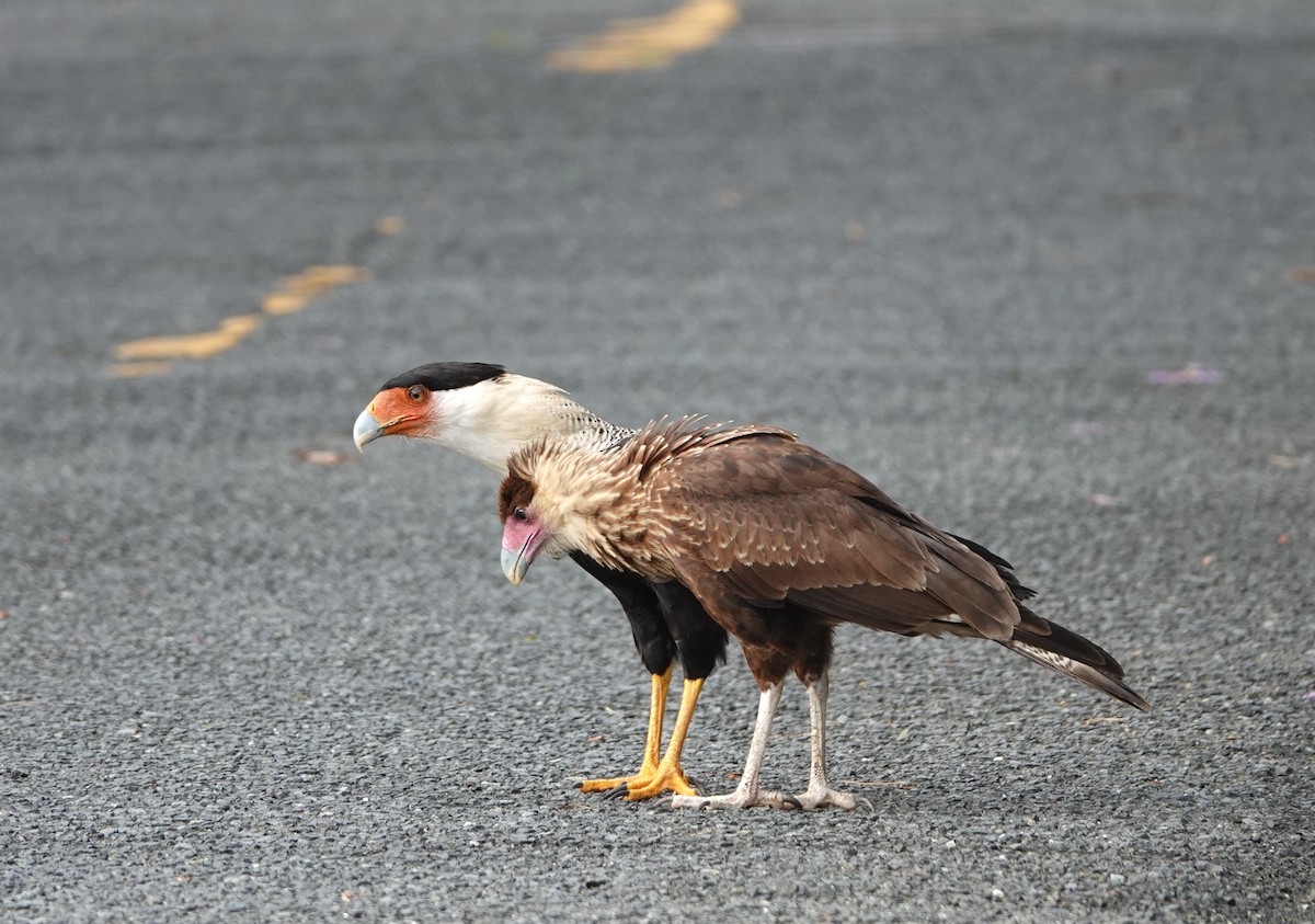 Caracara huppé - ML620670716