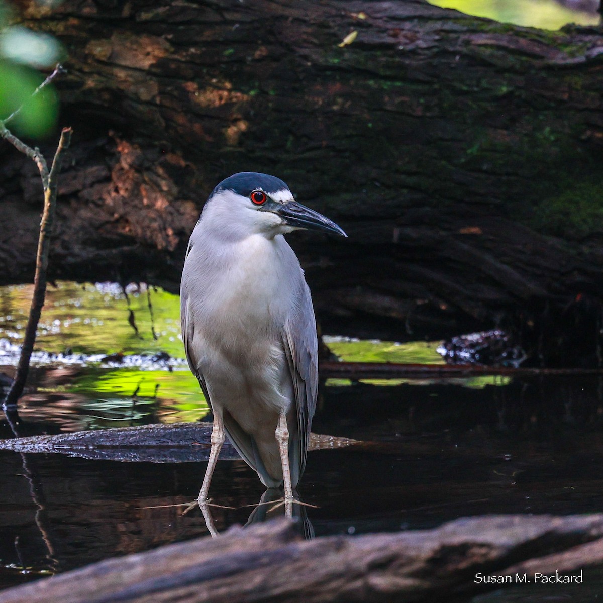 Black-crowned Night Heron - ML620670717