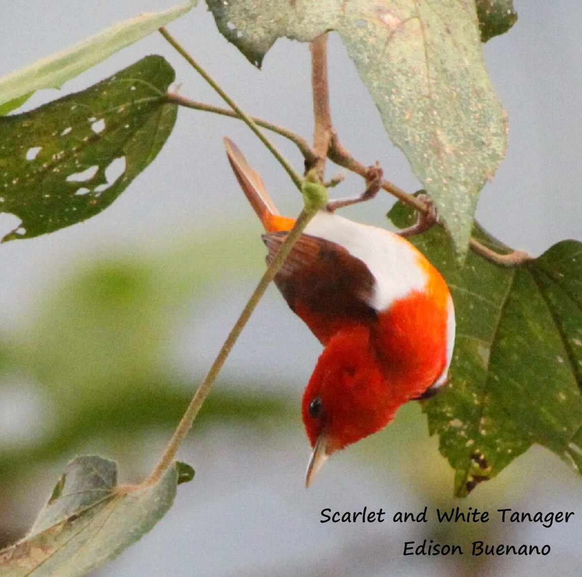 Scarlet-and-white Tanager - ML620670718