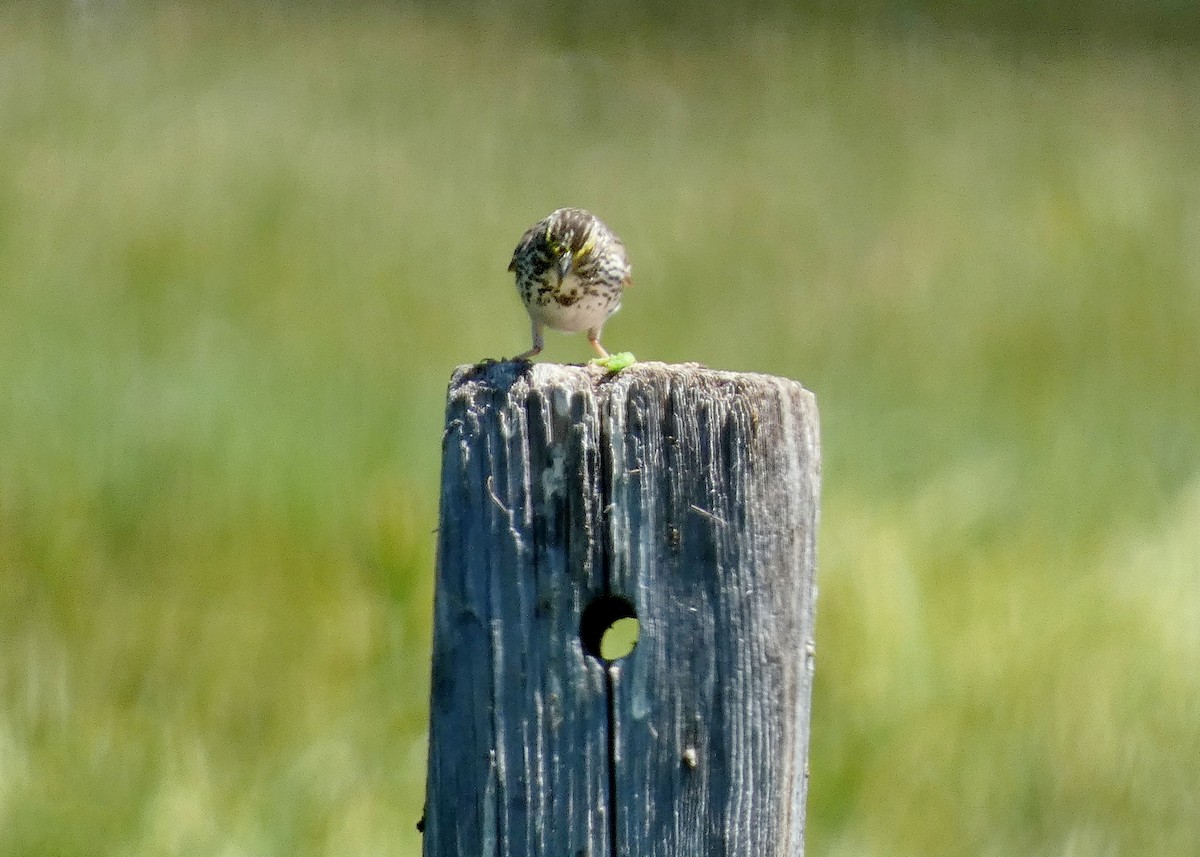 Savannah Sparrow - ML620670719