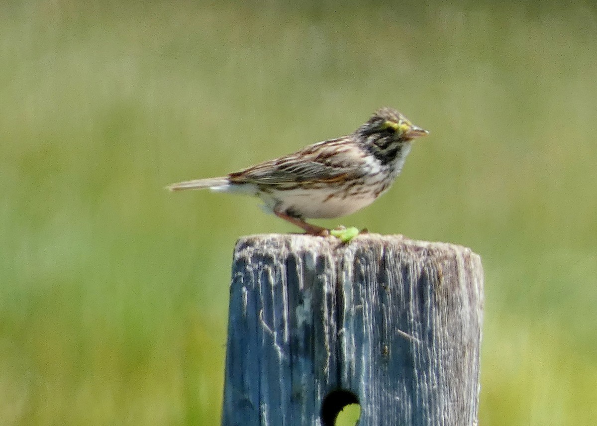 Savannah Sparrow - ML620670722