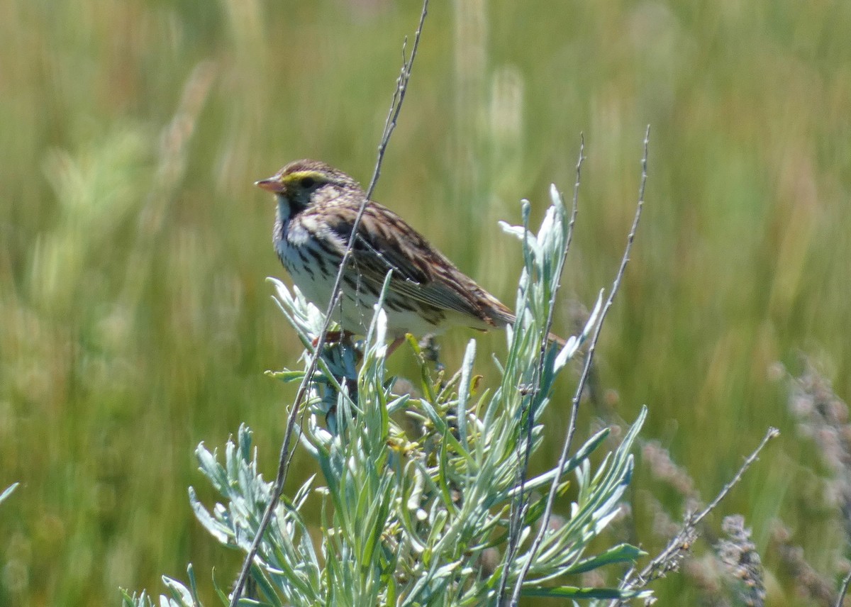 Savannah Sparrow - ML620670723