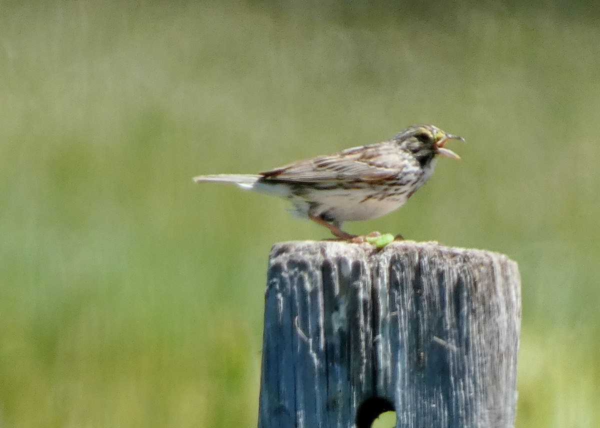 Savannah Sparrow - ML620670724