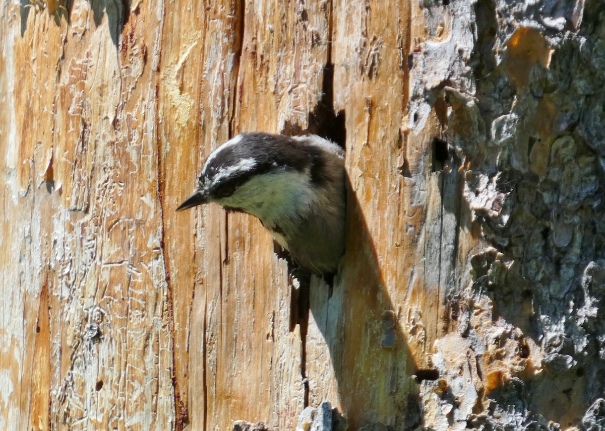 Mountain Chickadee - ML620670725