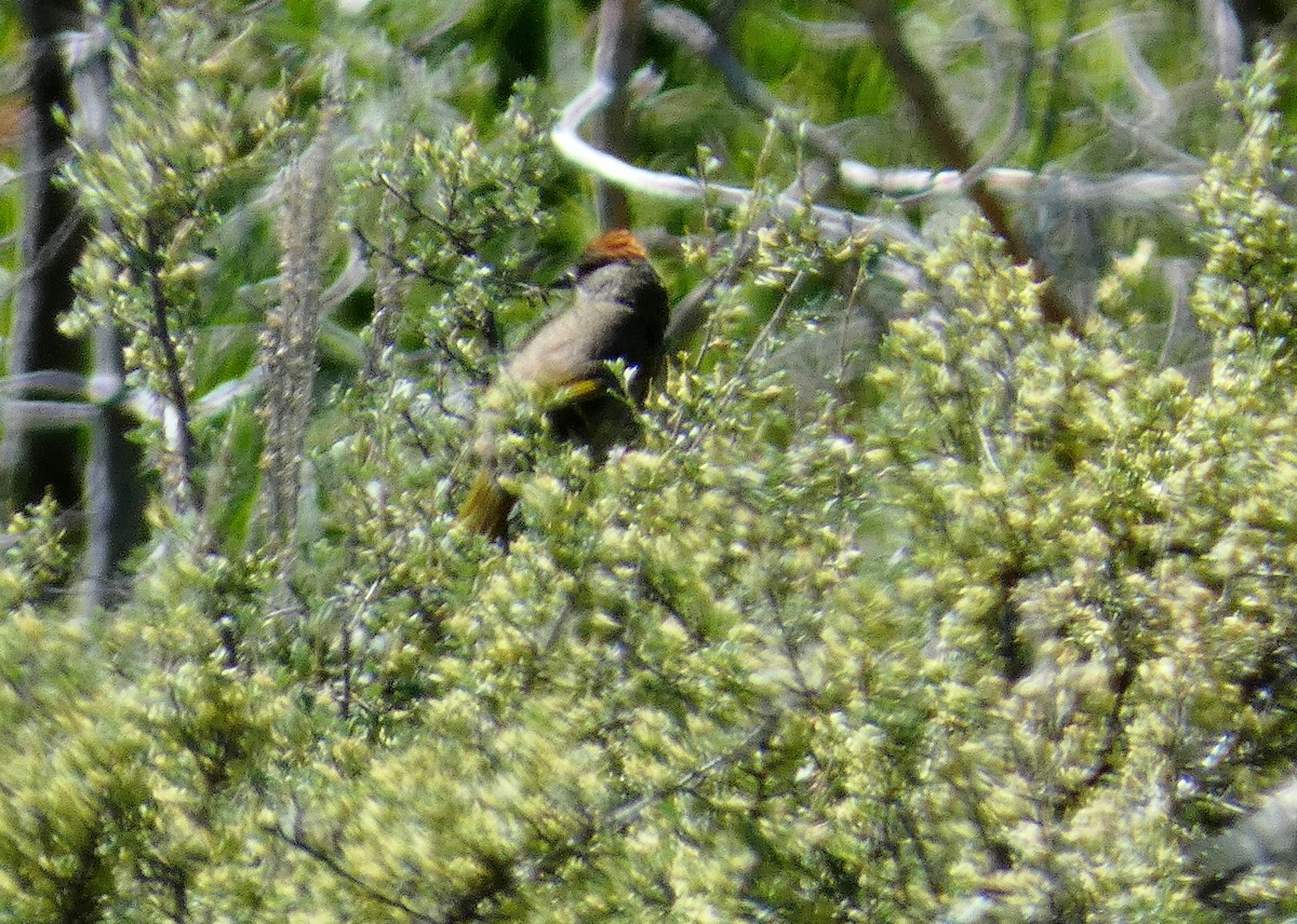 Green-tailed Towhee - ML620670727