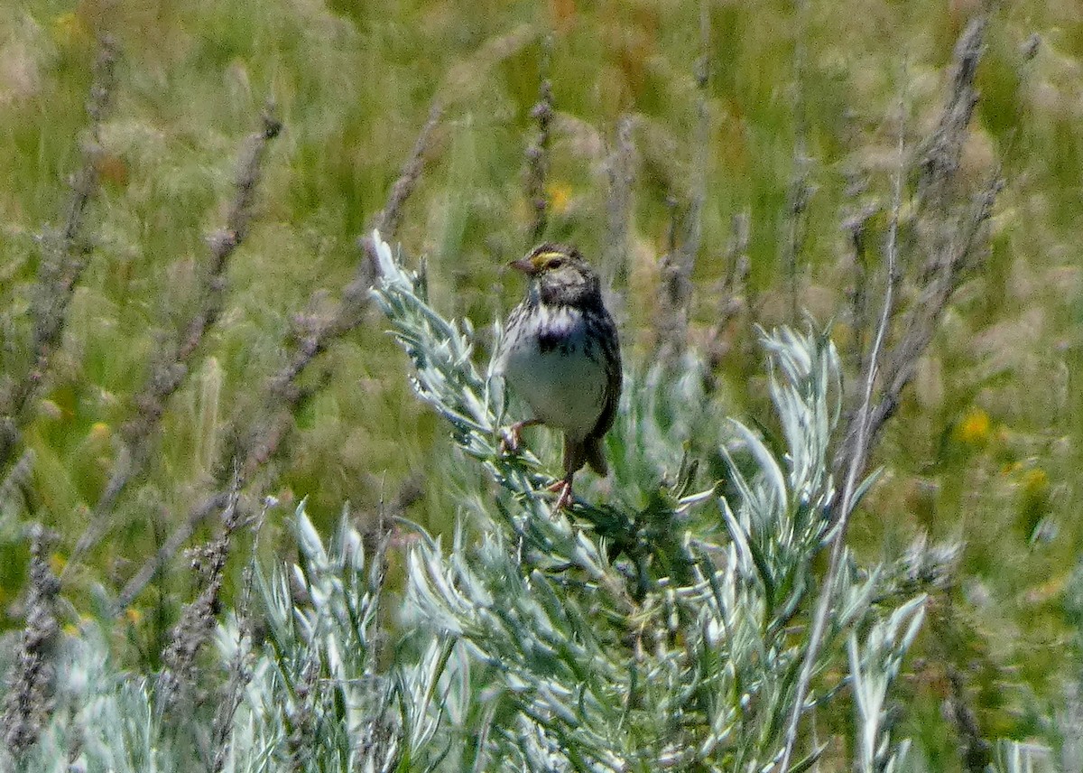 Savannah Sparrow - ML620670728