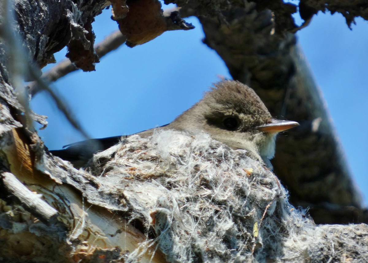 Western Wood-Pewee - ML620670729