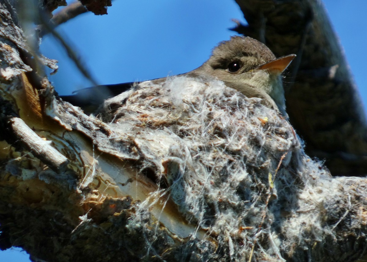 Western Wood-Pewee - ML620670730