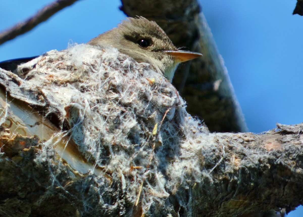 Western Wood-Pewee - ML620670731