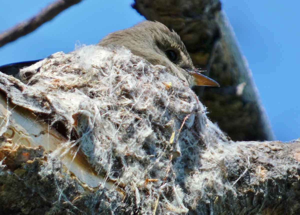 Western Wood-Pewee - ML620670732