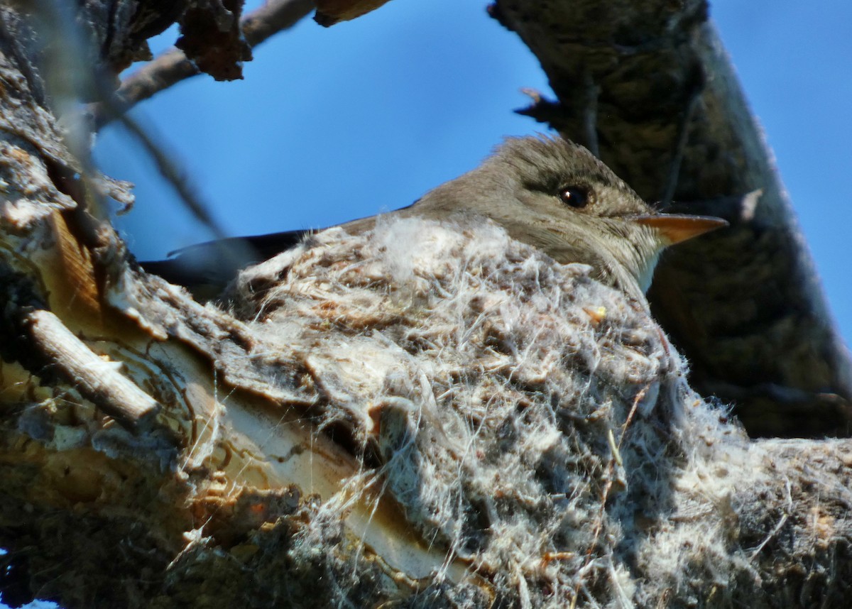 Western Wood-Pewee - ML620670733