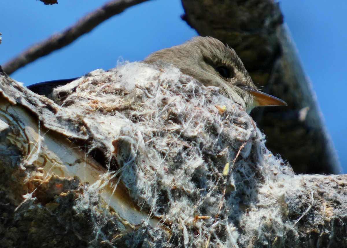 Western Wood-Pewee - ML620670734