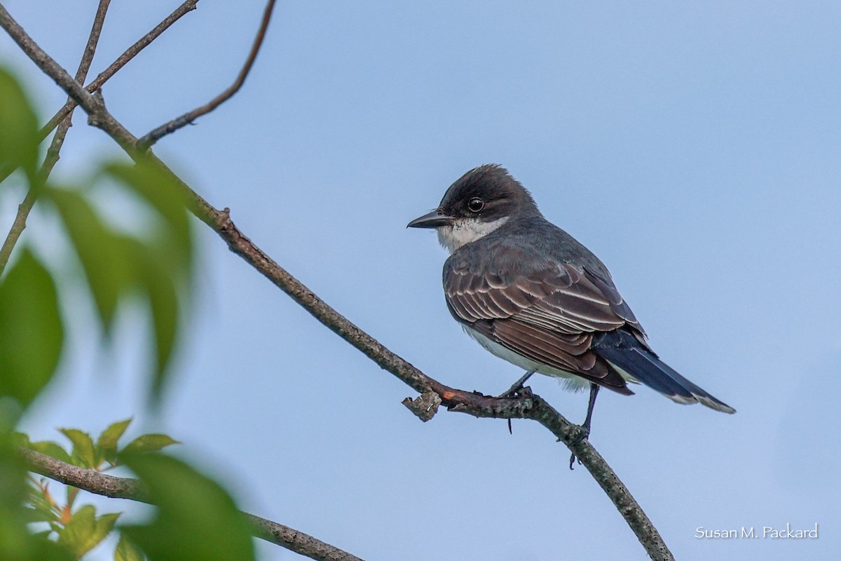 Eastern Kingbird - ML620670735