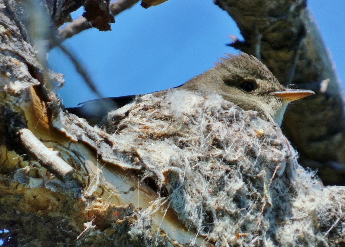 Western Wood-Pewee - ML620670736