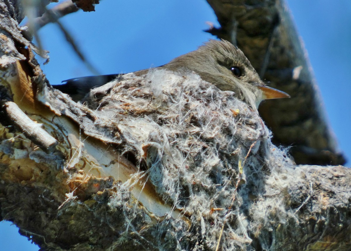 Western Wood-Pewee - ML620670737