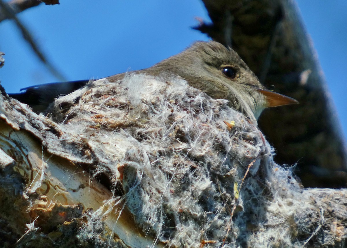 Western Wood-Pewee - ML620670738