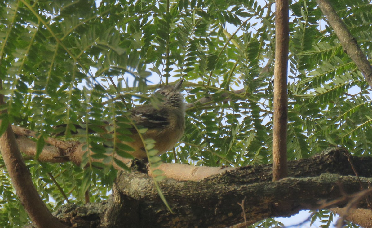 Variable Antshrike - ML620670739