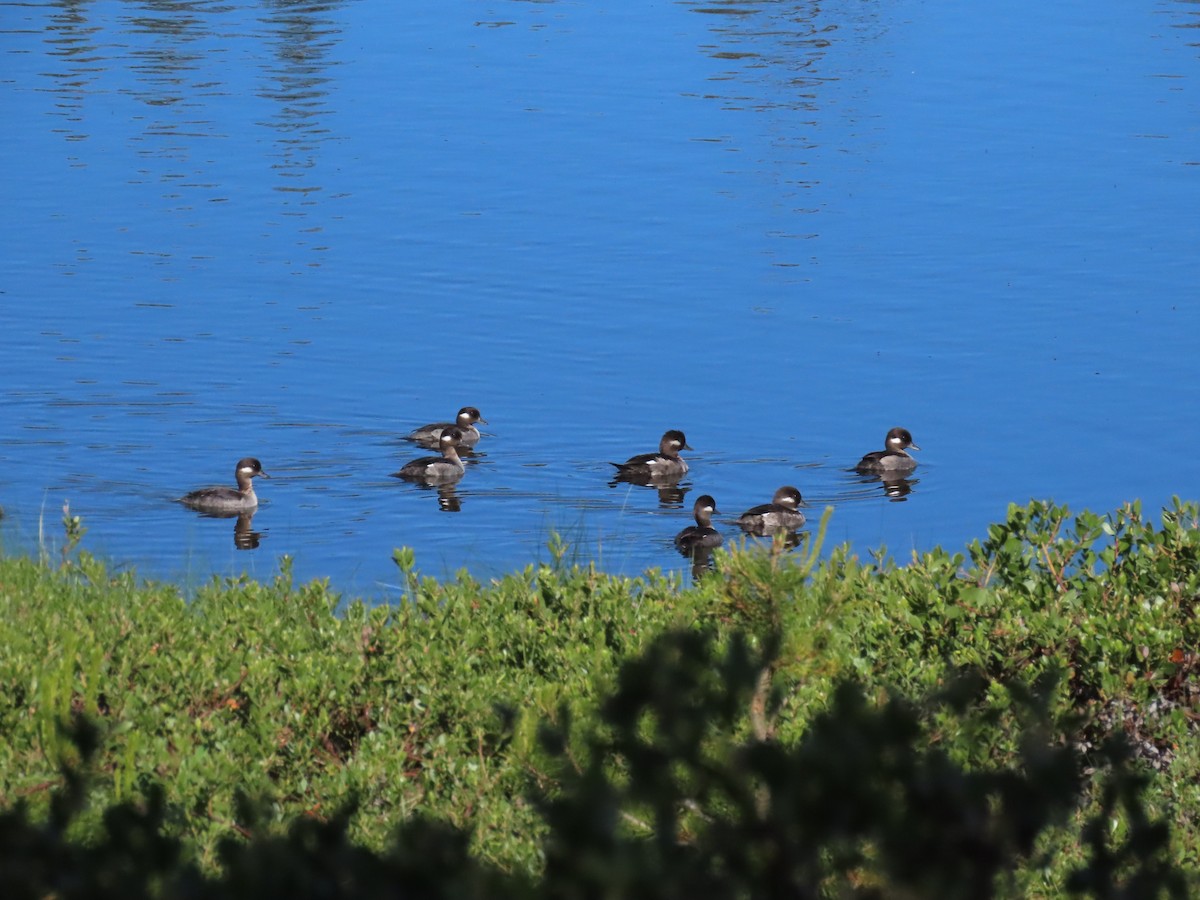 Bufflehead - ML620670742