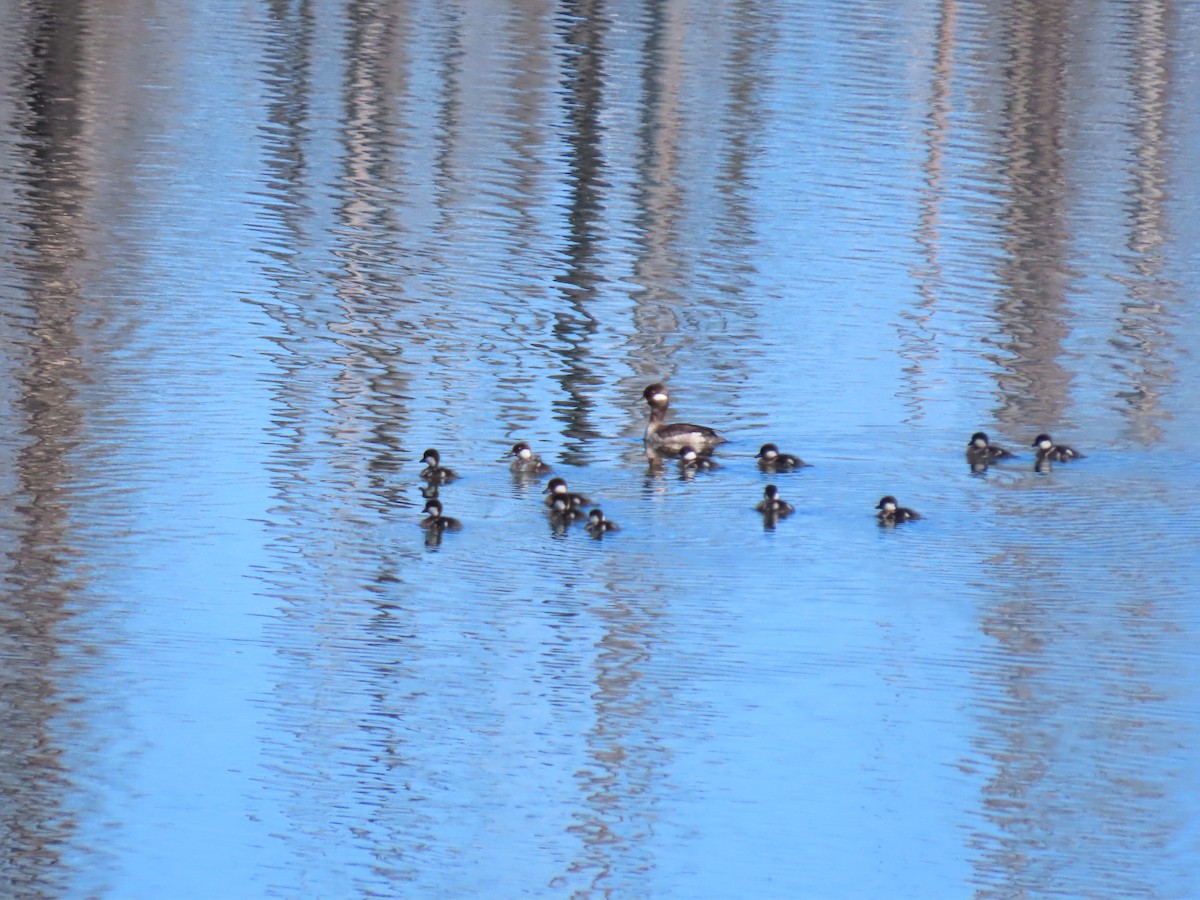 Bufflehead - Andrew Rivinus