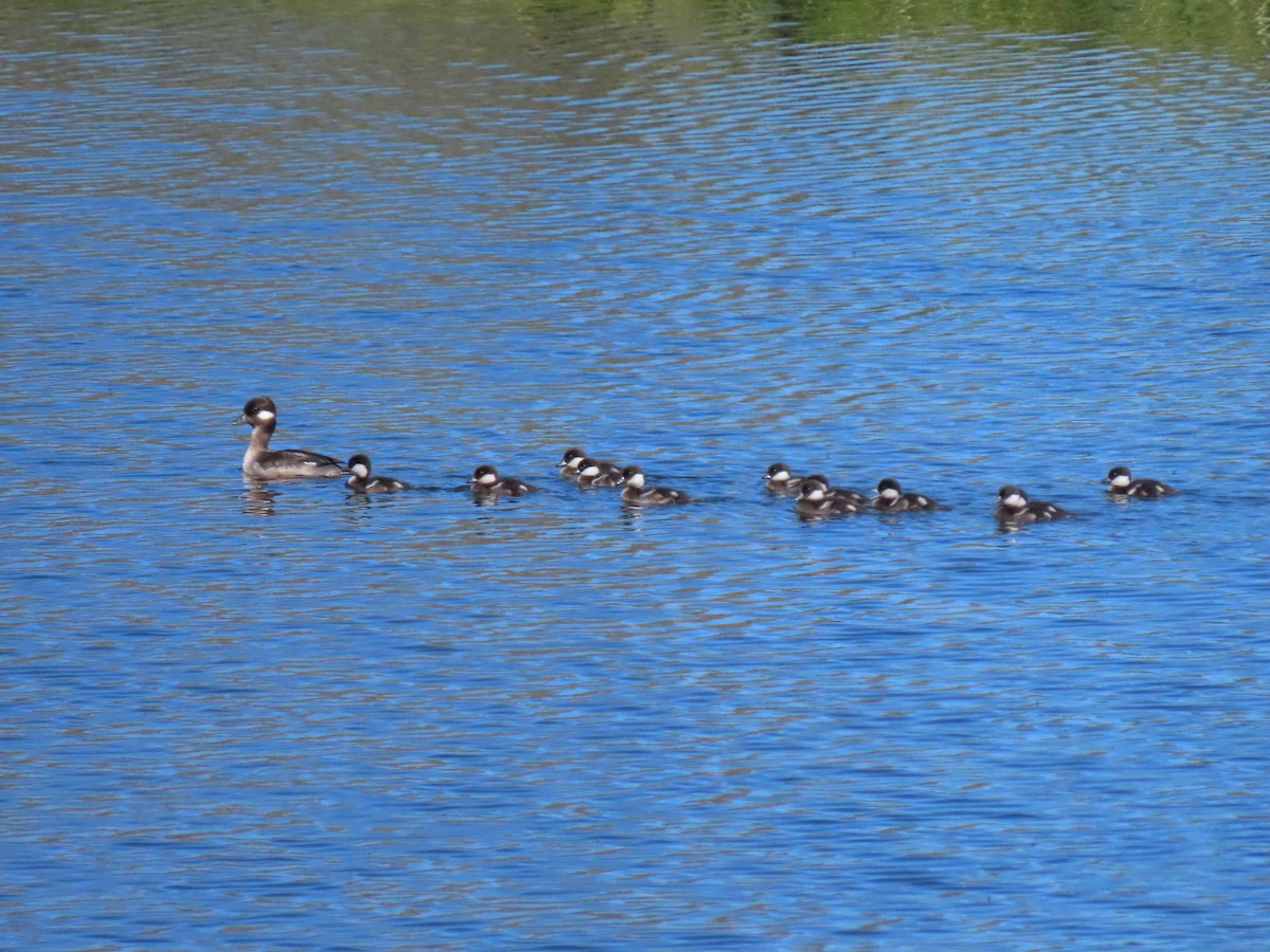 Bufflehead - ML620670745